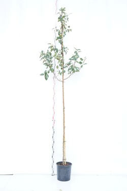 Obelis (Lot Malus) 'Red Sentinel' C18 KAMIENO APIMTIS 6-8 CM STANDAR