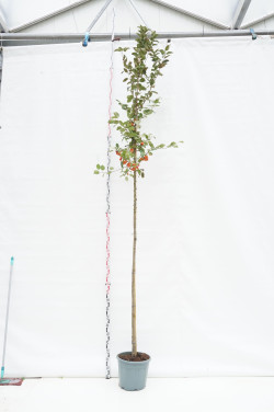 Obelis (Lot Malus) 'Red Sentinel' C30 STIEBAS 200 CM KAMIENO APIMTIS 10-12 CM
