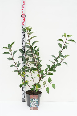 Obelis (Lot Malus) 'Red Sentinel' C4/P21 60-80 CM