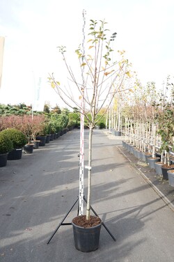 Obelis (Lot Malus) 'Red Sentinel' C30 STIEBAS 120 CM