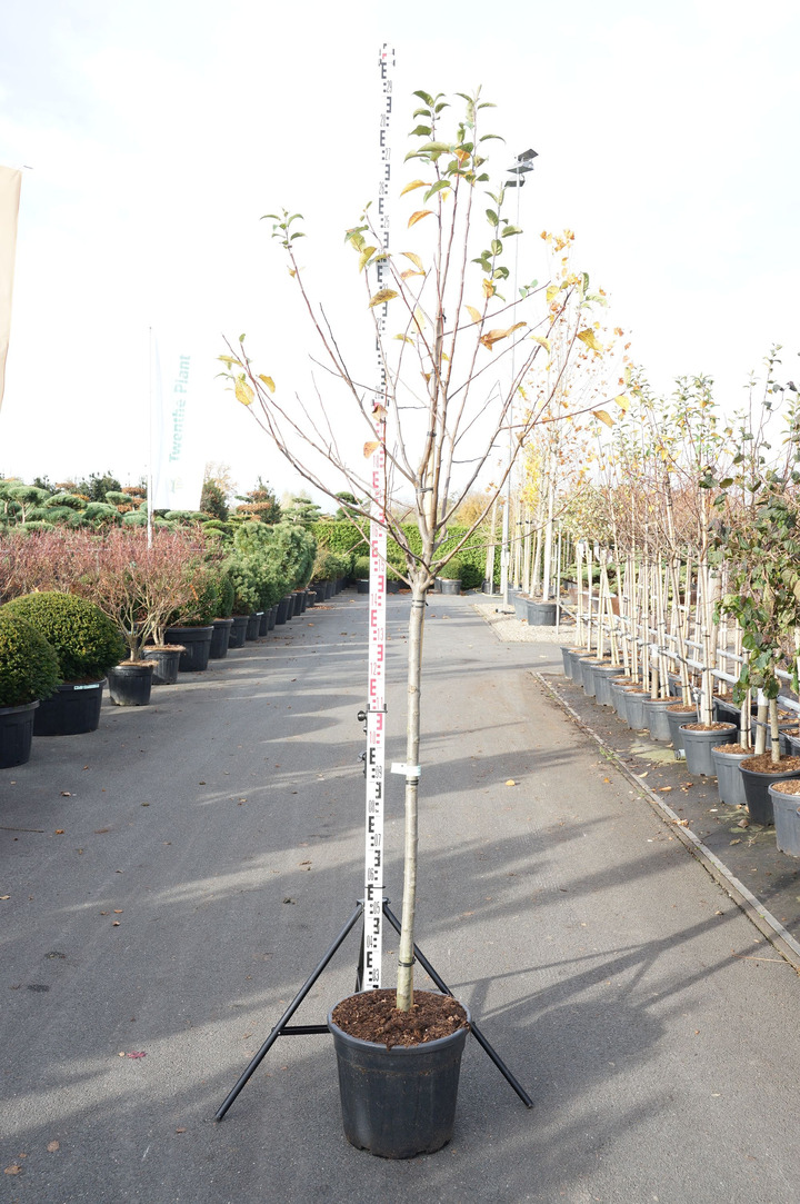 Obelis (Lot Malus) 'Red Sentinel' C30 STIEBAS 120 CM