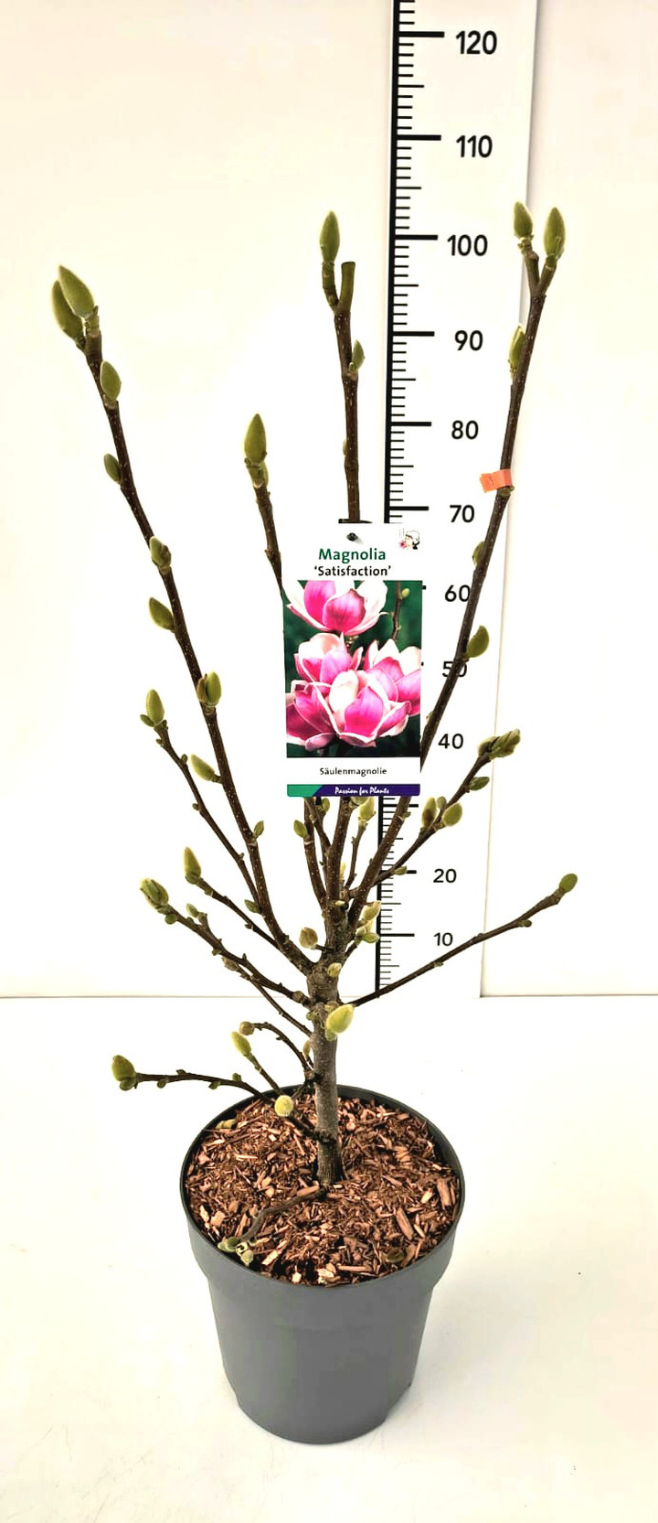 Magnolija (Lot Magnolia) 'Satisfaction' C7,5/P26 60-80 CM
