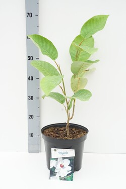 Magnolija smulkiažiedė (Lot Magnolia sieboldii) C5/P23 30-40 CM
