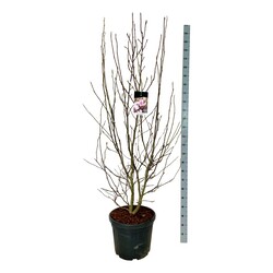 Magnolija sulanžo (Lot Magnolia soulangeana) C55 200-225 CM EXTRA - nuotrauka 1