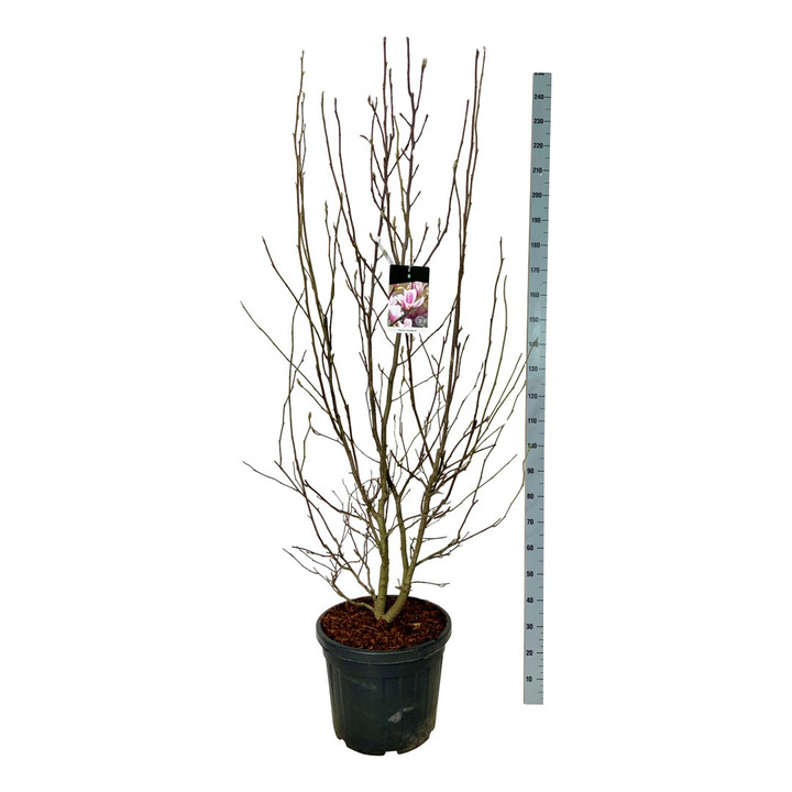 Magnolija sulanžo (Lot Magnolia soulangeana) C55 200-225 CM EXTRA