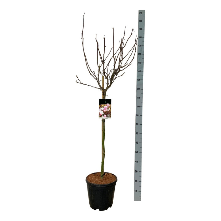 Magnolija sulanžo (Lot Magnolia soulangeana) C15 STIEBAS 90 CM