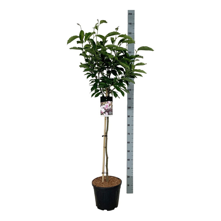 Magnolija sulanžo (Lot Magnolia soulangeana) C15 STIEBAS 90 CM