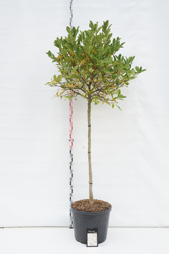 Magnolija žvaigždėtoji (Lot Magnolia stel.) 'Rosea' C55 STIEBAS 120 CM