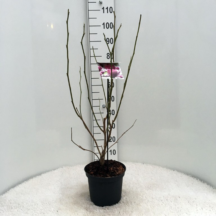 Magnolija sulanžo (Lot Magnolia soul.) 'Rustica Rubra' C7,5/P26 50-60 CM
