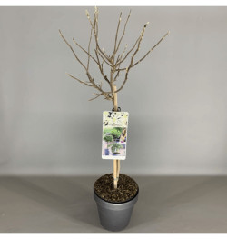 Magnolija žvaigždinė (Lot Magnolia stellata) C3 STIEBAS 50 CM CROWN 2 YR