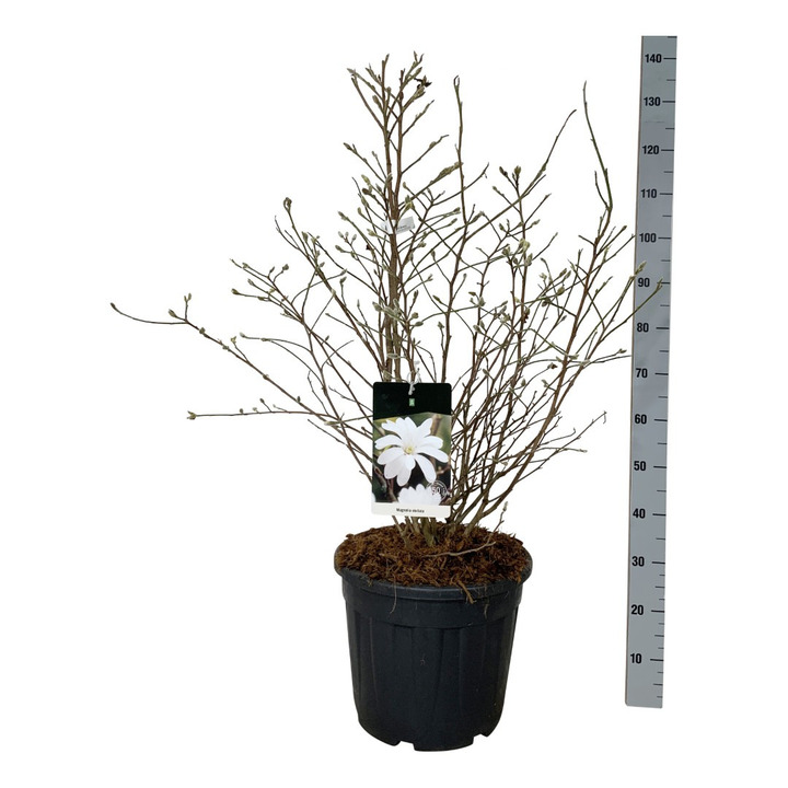 Magnolija žvaigždinė (Lot Magnolia stellata) C30 80-100 CM EXTRA