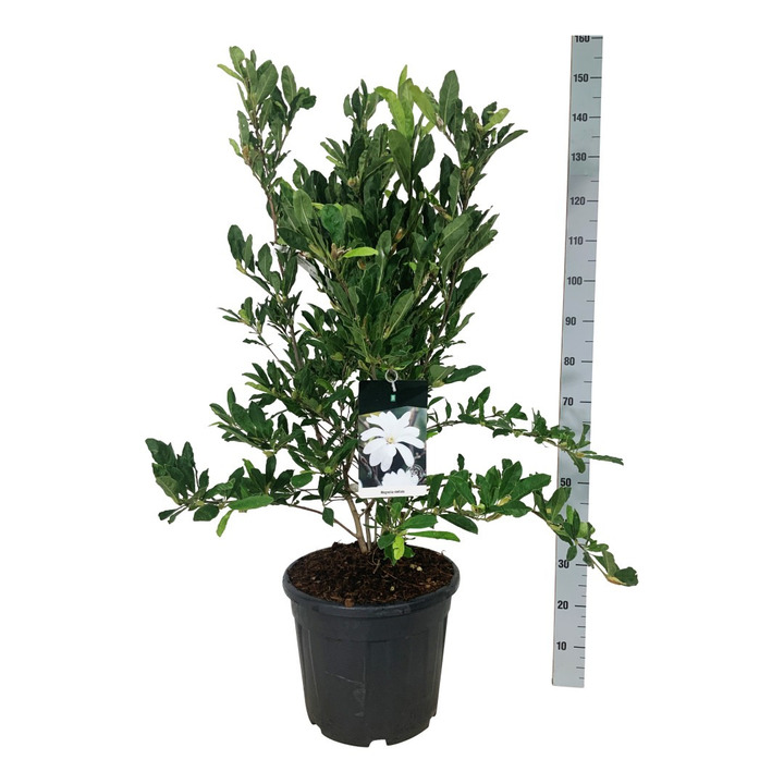 Magnolija žvaigždinė (Lot Magnolia stellata) C30 80-100 CM EXTRA