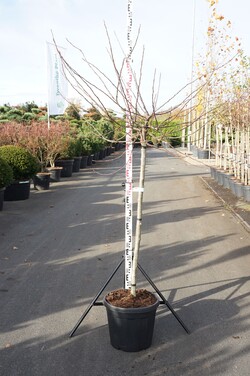 Obelis krūminė (Lot Malus sarg.) 'Tina' C30 STIEBAS 120 CM