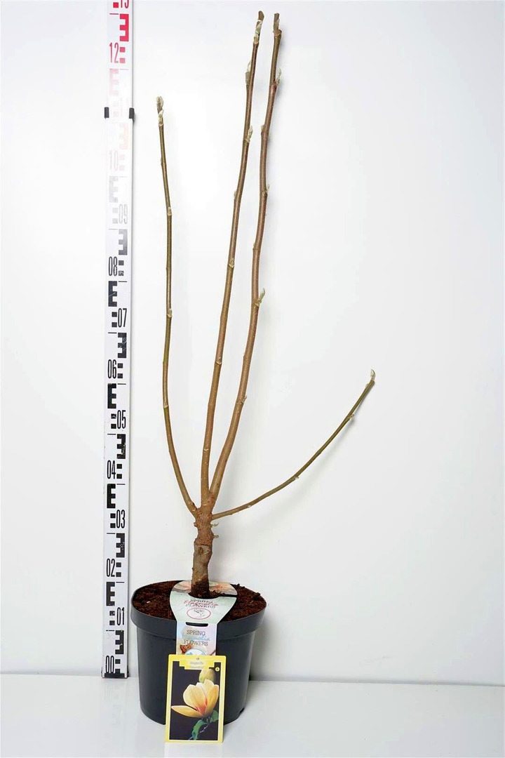 Magnolija (Lot Magnolia) 'Sunsation' C7,5/P26 100/+ CM