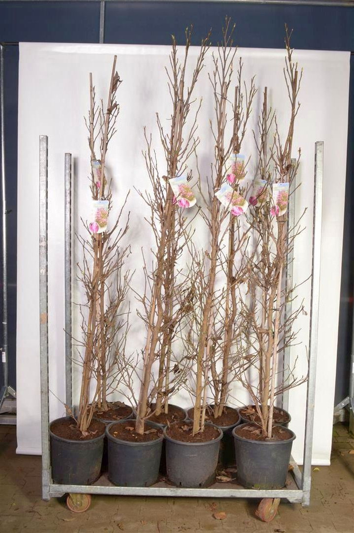Magnolija (Lot Magnolia) 'Susan' C15 175-200 CM