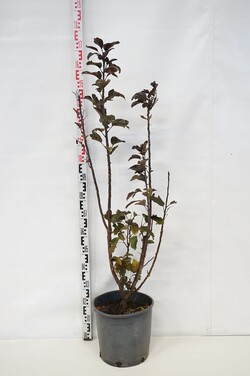 Obelis japoninė (Lot Malus toringo) 'Aros' C18 125-150 CM