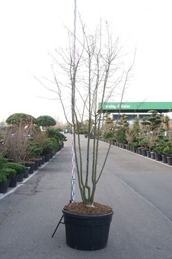 Obelis japoninė (Lot Malus toringo) C230 250-300 CM DAUGEKAMIENIS