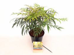 Mahonija (Lot Mahonia) 'Volcano' C3/P19 30-40 CM