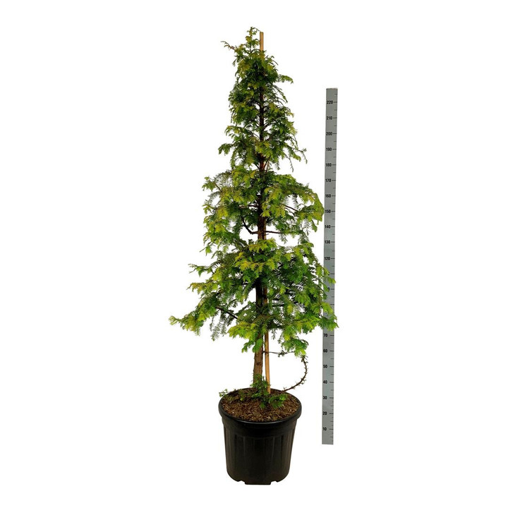 Metasekvoja tikroji (Lot Metasequoia glypt.) 'Amber Glow' C55 200-225 CM EXTRA