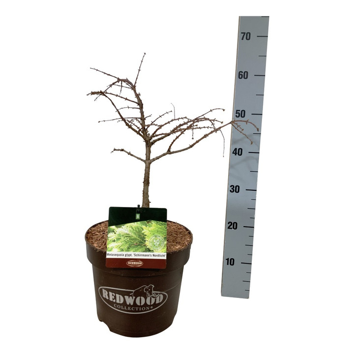 Metasekvoja tikroji (Lot Metasequoia glypt.) 'Schirmans Nordlicht' C7,5/P26 40-50 CM
