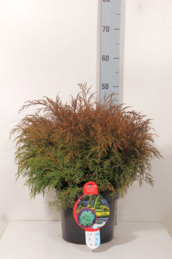 Mikrobiota kryžmiškoji (Lot Microbiota decussata) C5/P23 30-40 CM