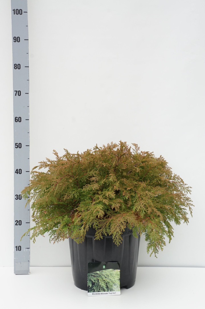 Mikrobiota kryžmiškoji (Lot Microbiota d.) 'Fuzz Ball' C15 50-60 CM