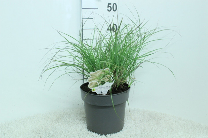 Miskantas kininis (Lot Miscanthus sin.) 'Adiago' C5/P23 50/+ CM