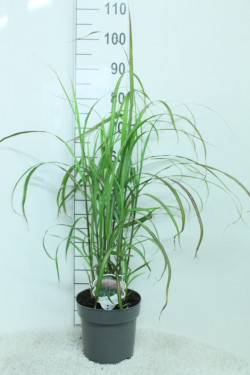 Miskantas kininis (Lot Miscanthus s.) 'David' C5/P23 100/+ CM