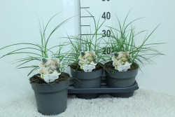 Miskantas kininis (Lot Miscanthus sin.) 'Ferner Osten' C3/P19 40 CM