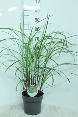 Miskantas kininis (Lot Miscanthus sin.) 'Grosse Fontäne' C5/P23 80/+ CM