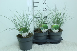Miskantas kininis (Lot Miscanthus sin.) 'Gracillimus' C3/P19 40 CM