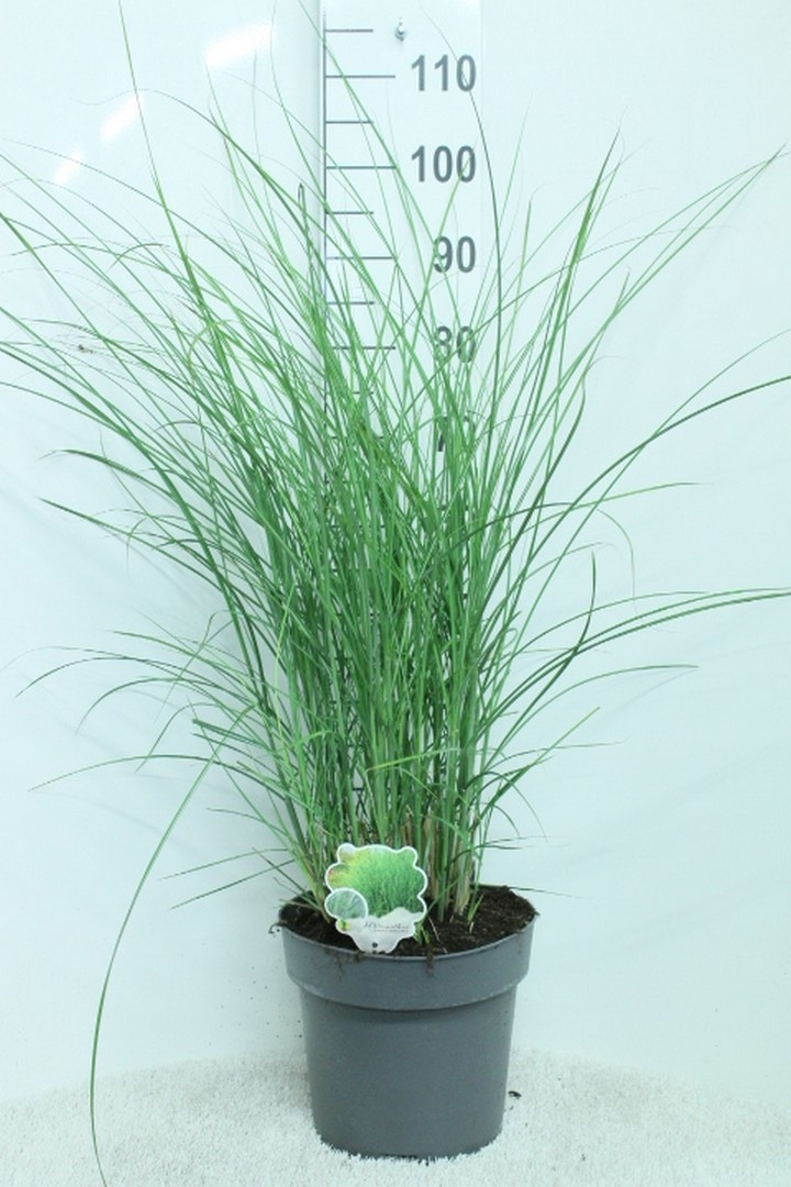 Miskantas kininis (Lot Miscanthus sin.) 'Gracillimus' C10 100/+ CM.