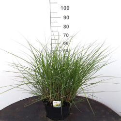 Miskantas kininis (Lot Miscanthus sin.) 'Gracillimus' C10 60-80 CM