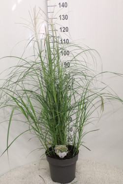 Miskantas kininis (Lot Miscanthus sin.) 'Herman Mussel' C5/P23 60/+ CM