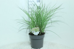 Miskantas kininis (Lot Miscanthus sin.) 'Kleine Silbersp.' C5/P23 60/+ CM