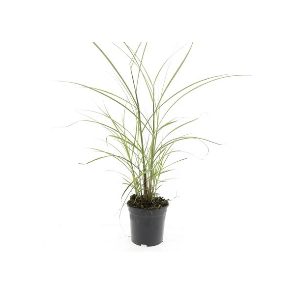 Miskantas kininis (Lot Miscanthus sin.) 'Kleine Silbersp.' C1,5/P15