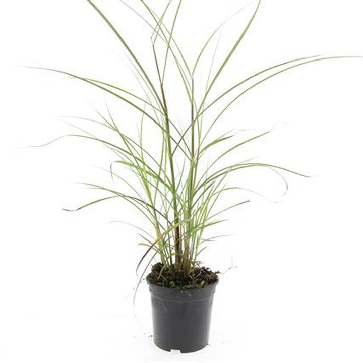Miskantas kininis (Lot Miscanthus sin.) 'Kleine Silbersp.' C1,5/P15