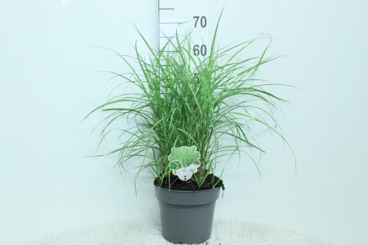 Miskantas kininis (Lot Miscanthus sin.) 'Little Zebra' C5/P23 60/+ CM