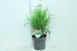 Miskantas kininis (Lot Miscanthus sin.) 'Malepartus' C5/P23 60/+ CM