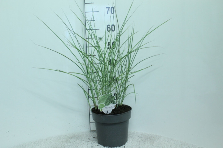 Miskantas kininis (Lot Miscanthus sin.) 'Morning Light' C5/P23 60/+ CM