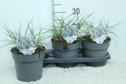 Miskantas kininis (Lot Miscanthus sin.) 'Red Chief' C3/P19 40 CM