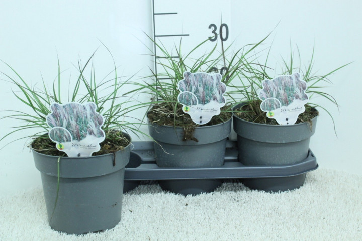 Miskantas kininis (Lot Miscanthus sin.) 'Red Chief' C3/P19 40 CM