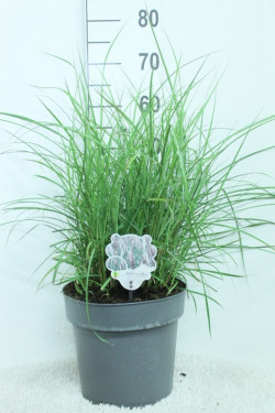 Miskantas kininis (Lot Miscanthus sin.) 'Red Chief' C10 60/+ CM