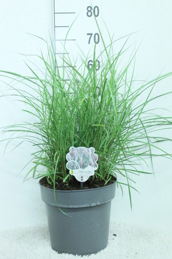 Miskantas kininis (Lot Miscanthus sin.) 'Red Chief' C10 60/+ CM