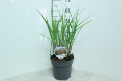 Miskantas kininis (Lot Miscanthus sin.) 'Silberfeder' C5/P23 40/+ CM