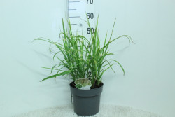 Miskantas kininis (Lot Miscanthus sin.) 'Strictus' C5/P23 50/+ CM