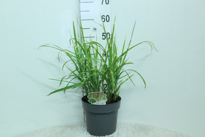 Miskantas kininis (Lot Miscanthus sin.) 'Strictus' C5/P23 50/+ CM