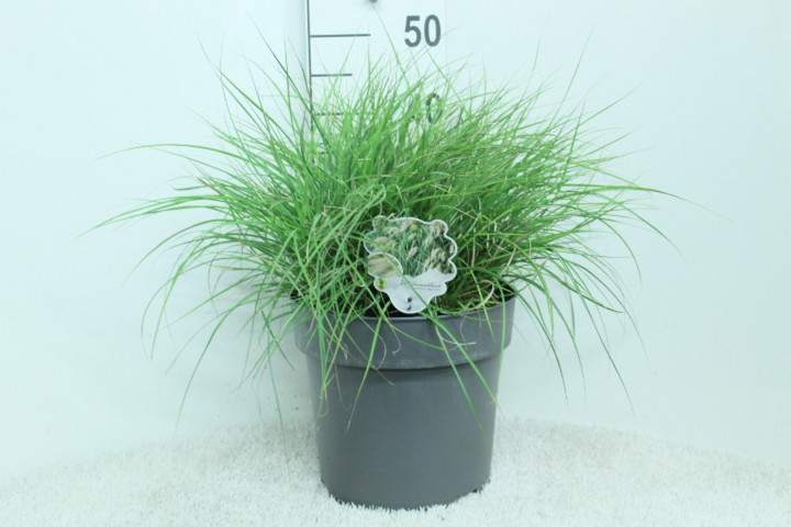 Miskantas kininis (Lot Miscanthus sin.) 'Yaku Jima' C10 50/+ CM