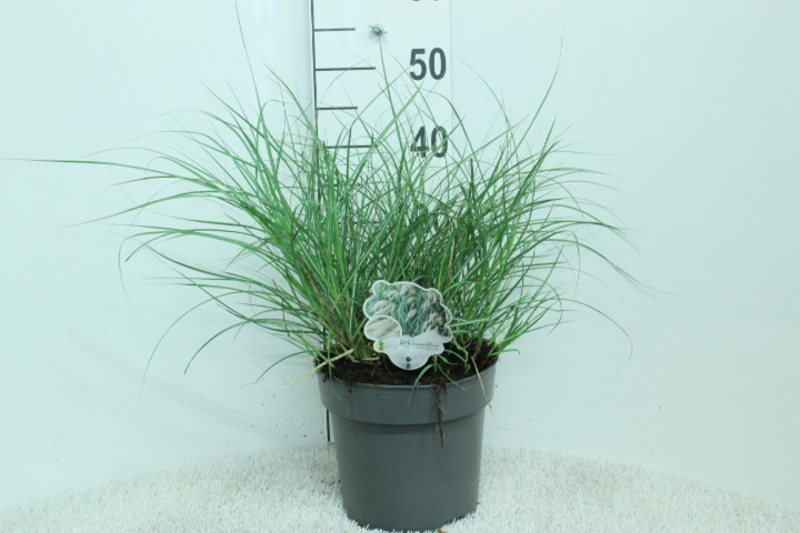 Miskantas kininis (Lot Miscanthus sin.) 'Yaku Jima' C5/P23 50/+ CM