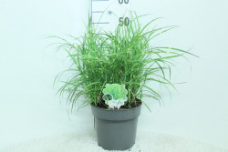 Miskantas kininis (Lot Miscanthus sin.) 'Zebrinus' C5/P23 50/+ CM
